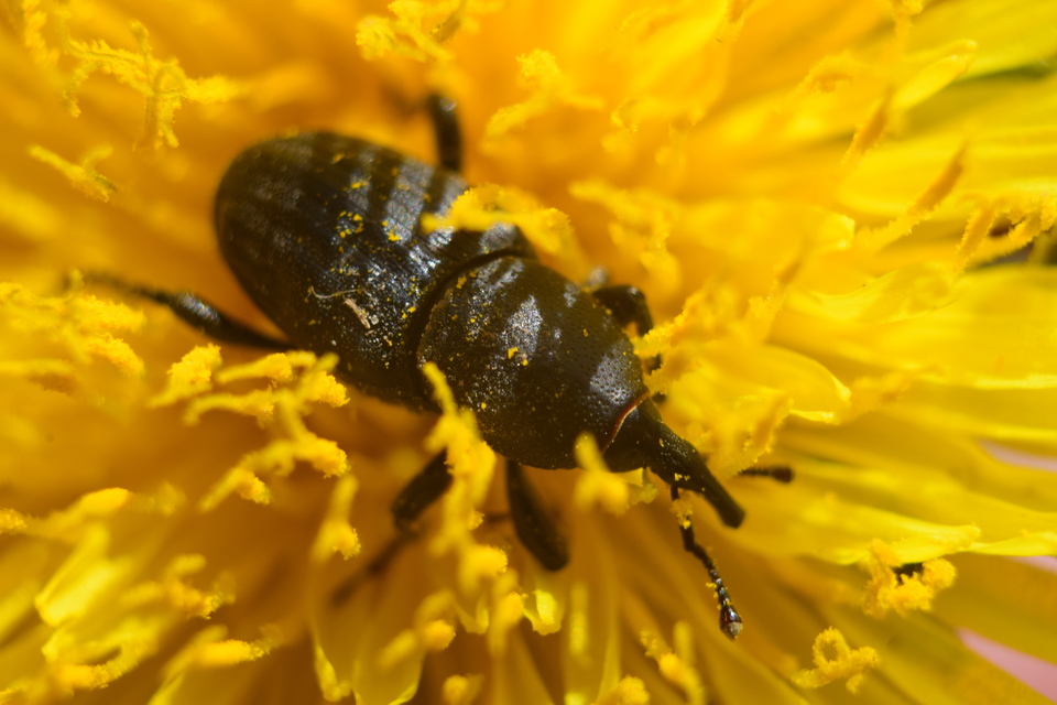 Sphenophorus striatopunctatus - mezei zsuzsok Sphenophorus striatopunctatus - mezei zsuzsok