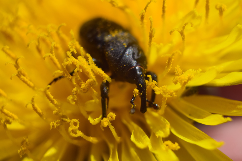 Sphenophorus striatopunctatus - mezei zsuzsok Sphenophorus striatopunctatus - mezei zsuzsok