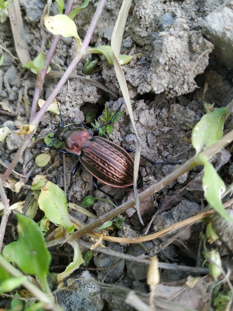 Carabus ulrichii - rezes futrinka
