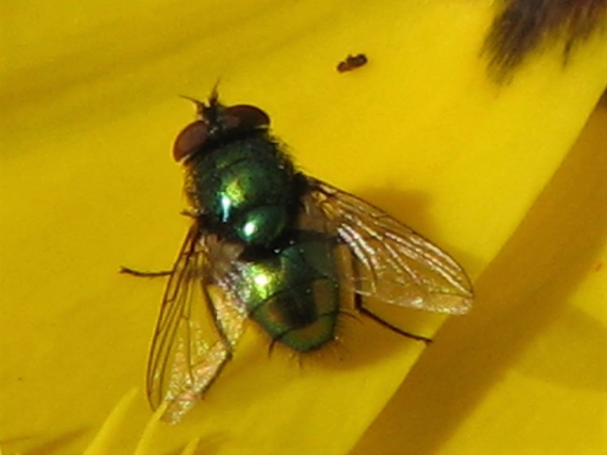 Lucilia
