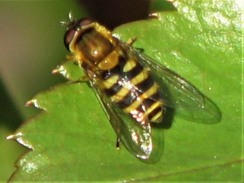 Syrphus