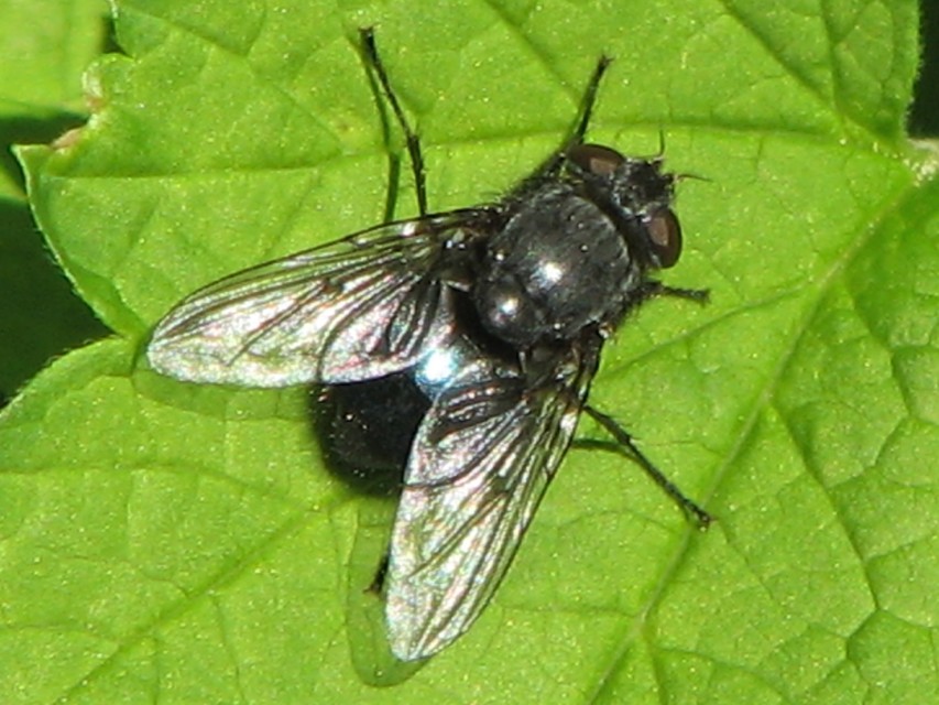 Calliphora