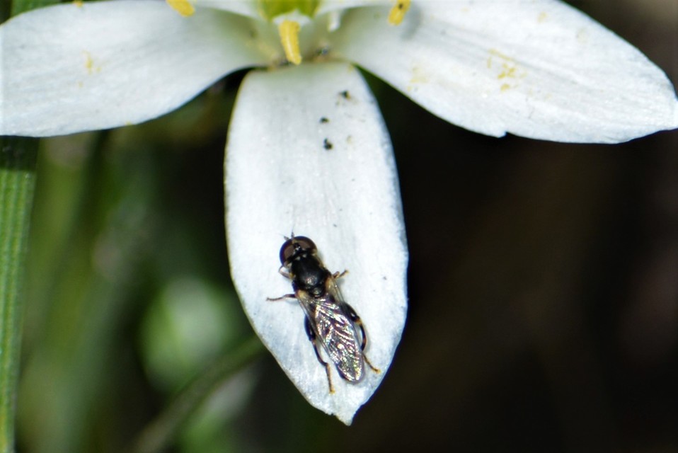 Syritta pipiens - zizegő comboslégy