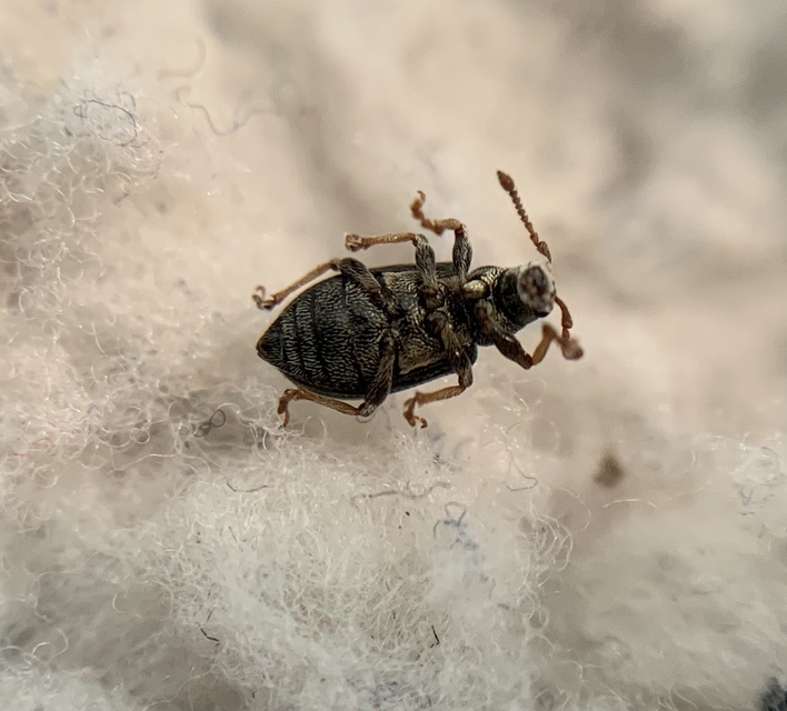 Phyllobius viridicollis - zömöklevélormányos