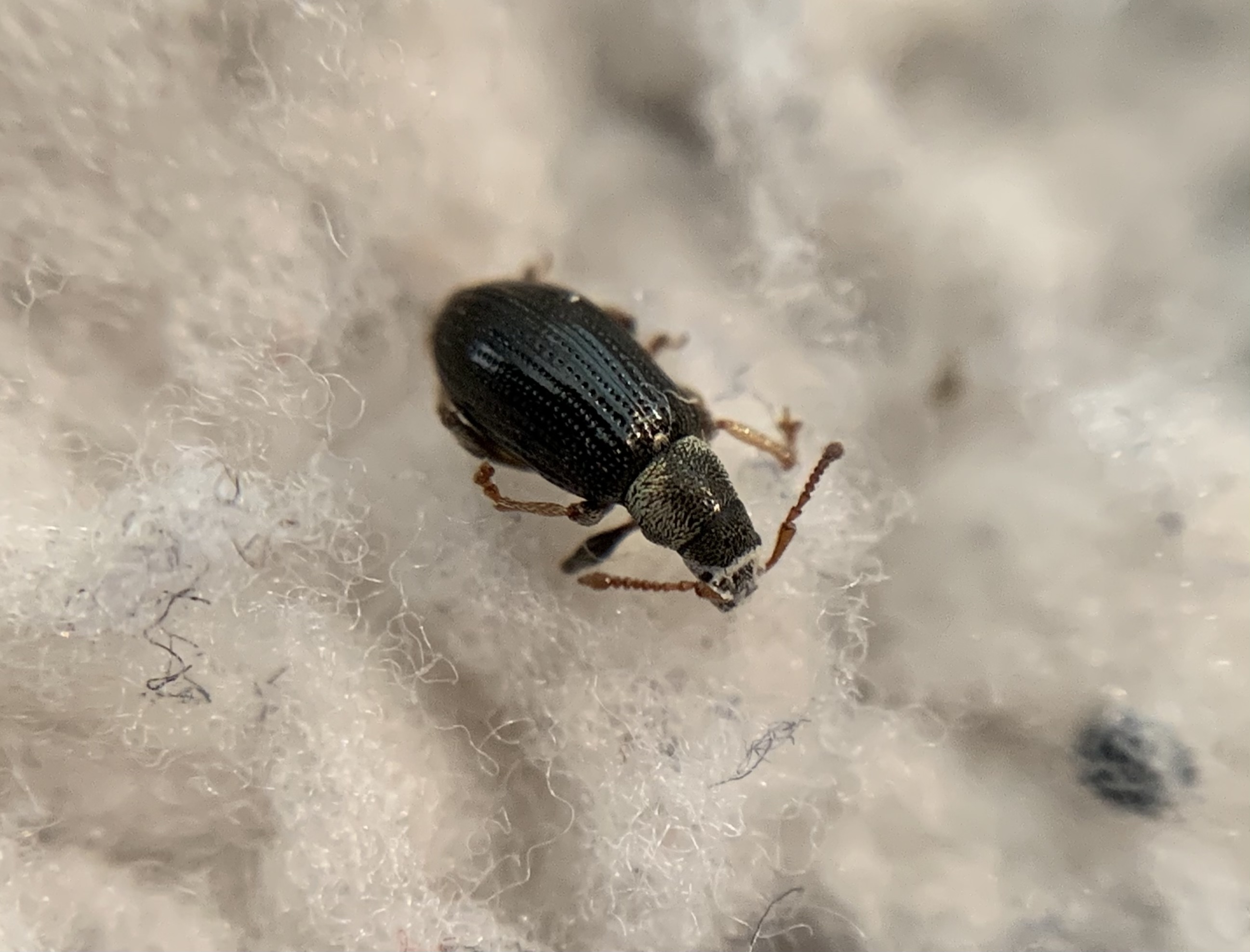 Phyllobius viridicollis - zömöklevélormányos