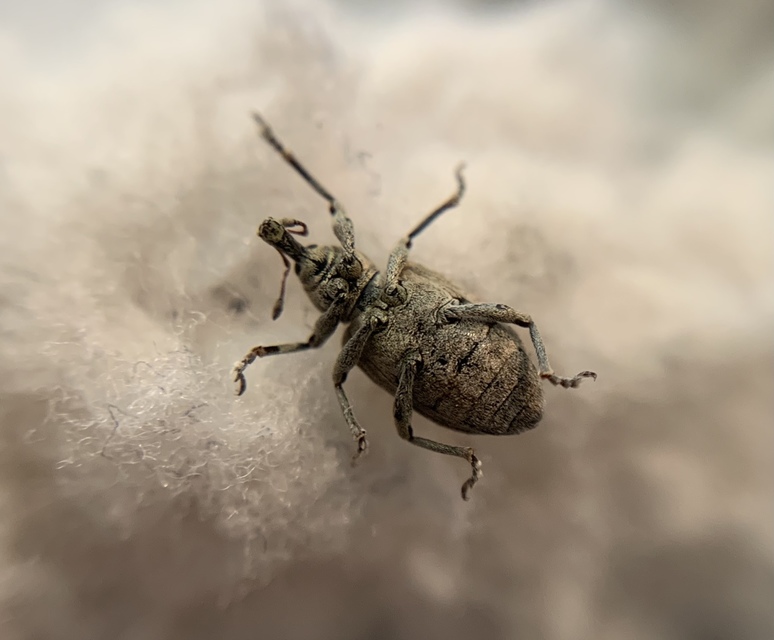 Hypera rumicis - sóska-pikkelyesormányos