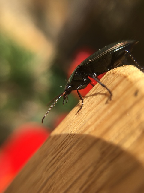 Poecilus cupreus - rezes gyászfutó