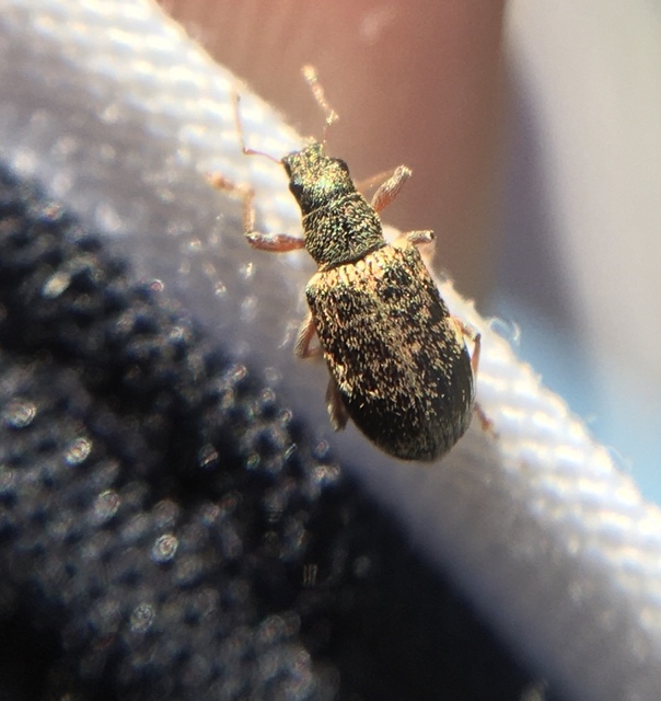 Polydrusus sparsus - éger-lombormányos