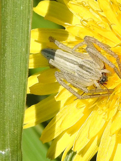 Tibellus
