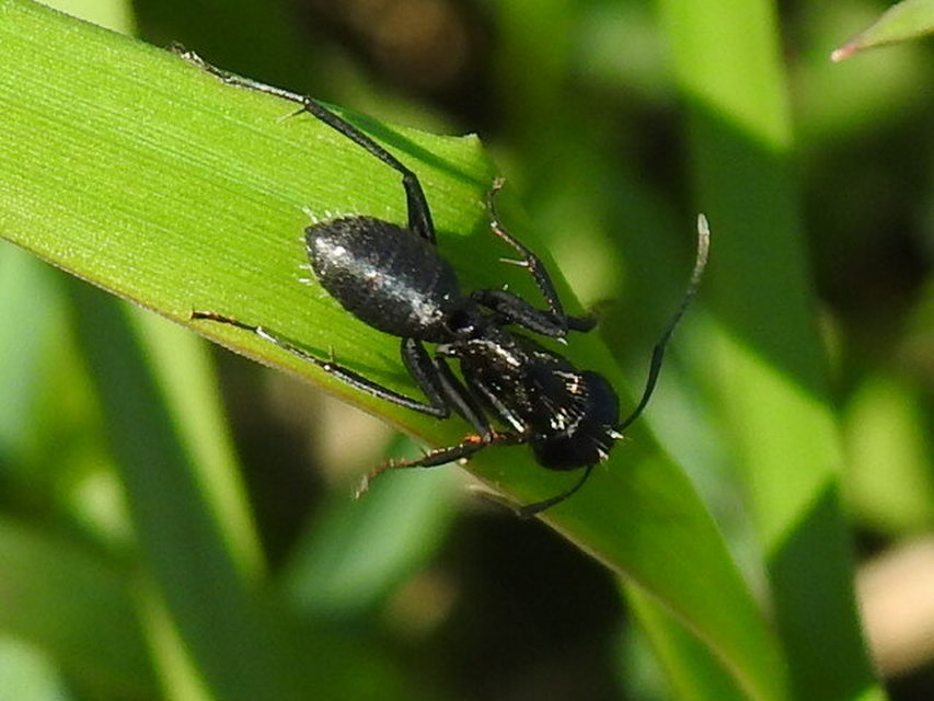 Camponotus vagus - fekete lóhangya