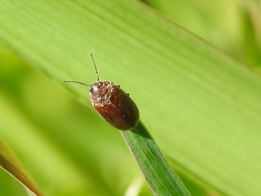 Scirtidae - rétbogárfélék