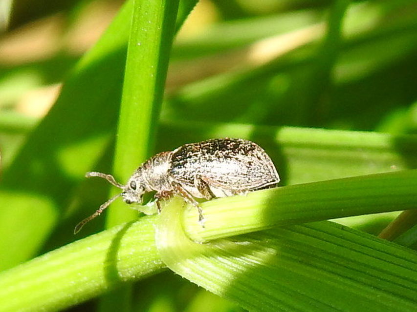 Phyllobius pyri - gyümölcsfa-levélormányos