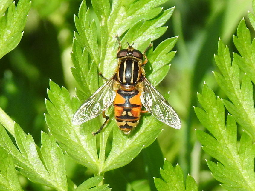 Helophilus pendulus - közönséges mocsárilégy