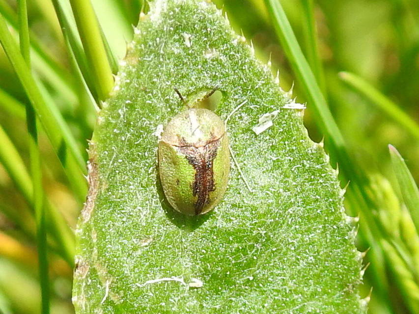 Cassida