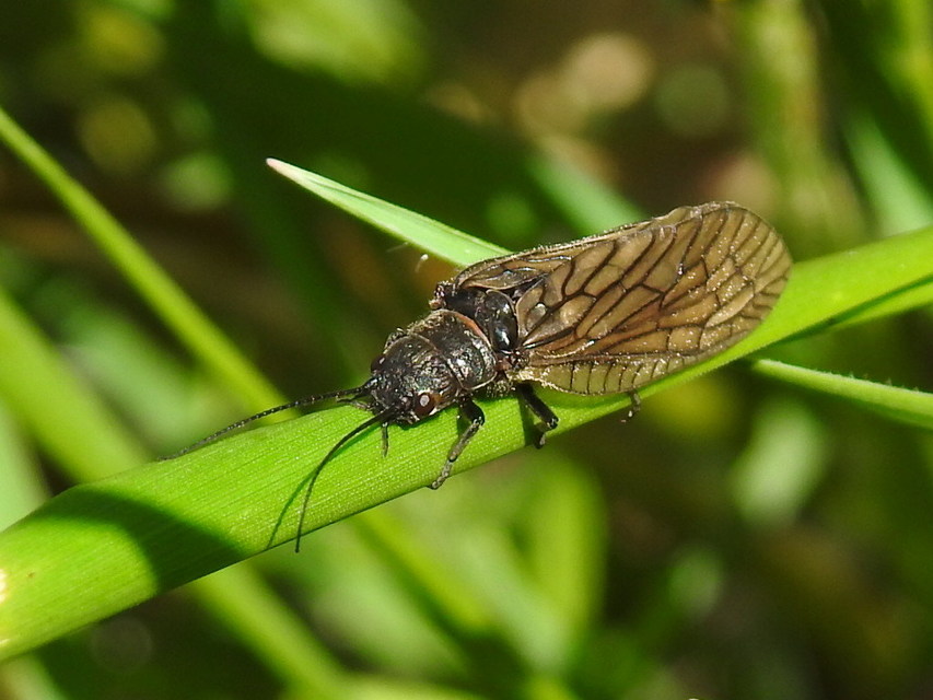 Sialidae