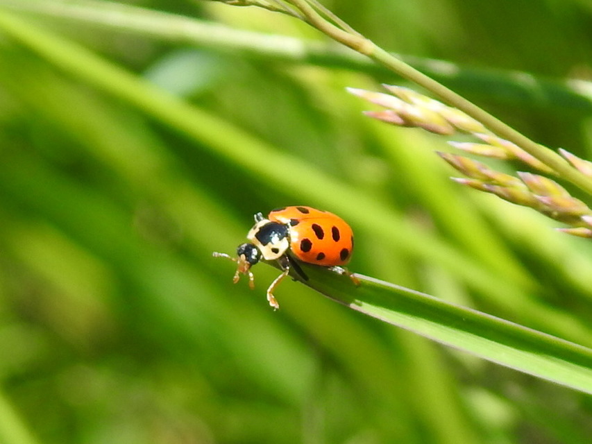 Hippodamia tredecimpunctata - mocsári katica