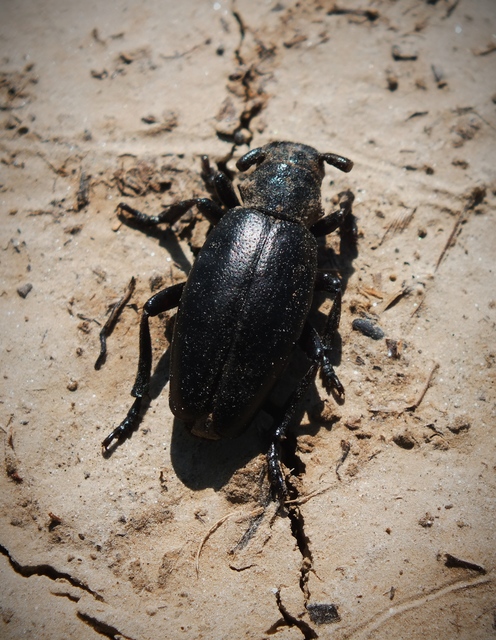Dorcadion aethiops - fekete gyalogcincér