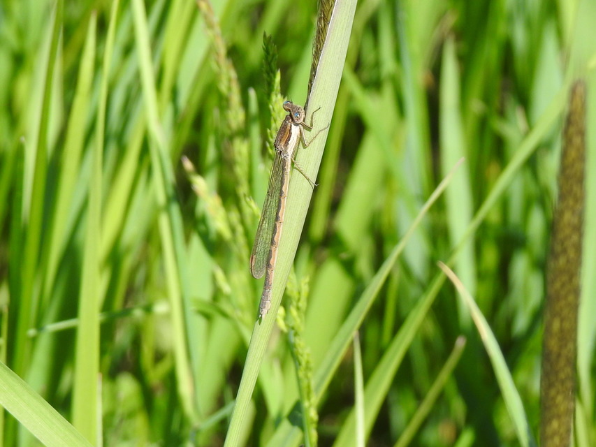 Sympecma fusca - téli rablószitakötő