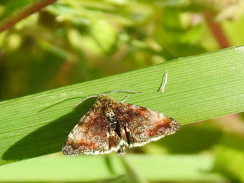 Panemeria tenebrata - apró sárgabagoly
