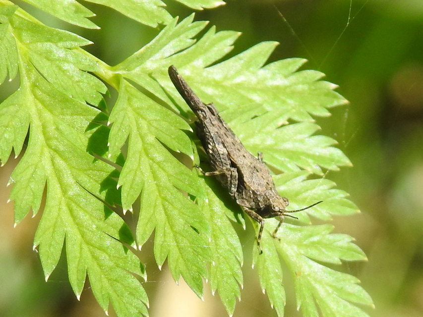Tetrix subulata - közönséges tövishátúsáska