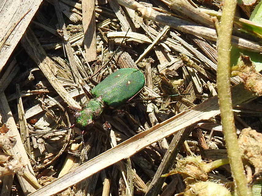 Cicindela campestris - mezei homokfutrinka