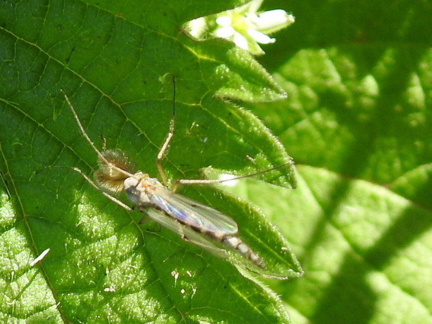 Chironominae