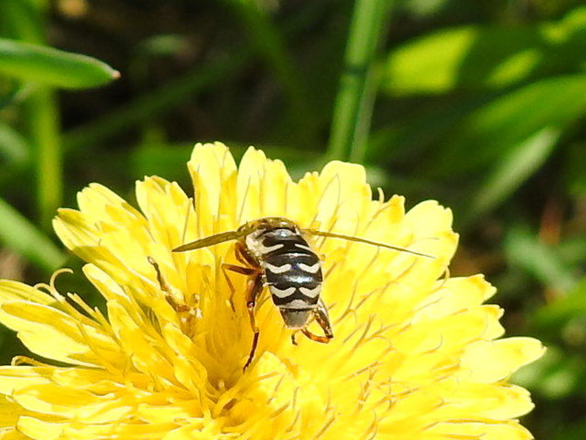Anasimyia