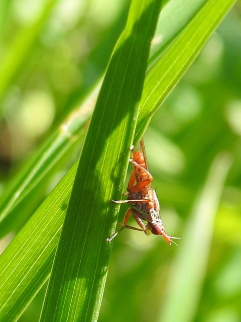 Sciomyzidae - szarvaslégyfélék