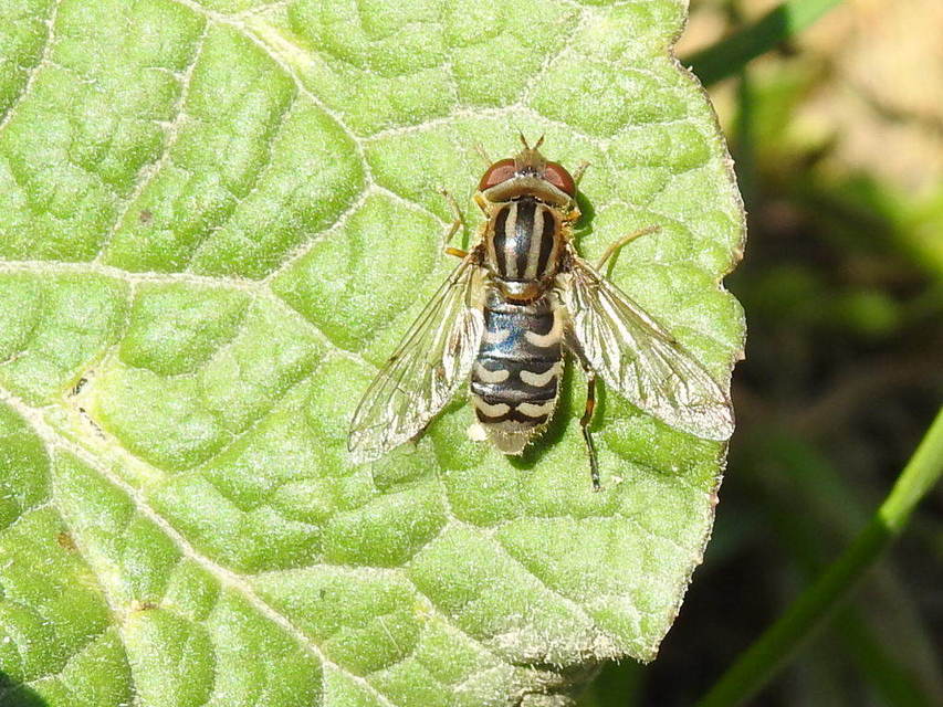 Anasimyia interpuncta - korai iszaplégy