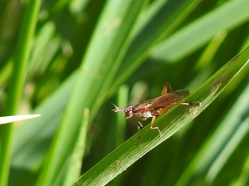 Sciomyzidae - szarvaslégyfélék