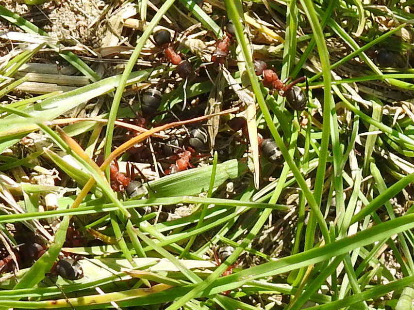 Formica sanguinea - vérvörös rablóhangya