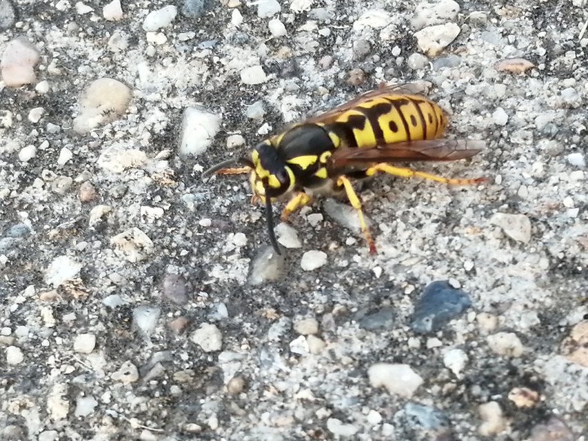 Vespula germanica - német darázs