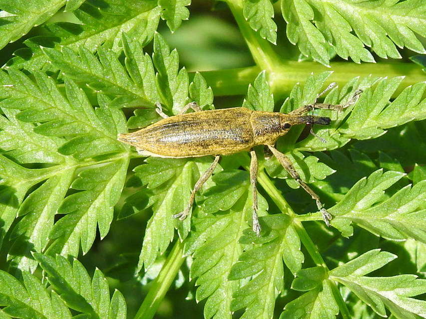 Lixus iridis - bürökfúró dudvabarkó