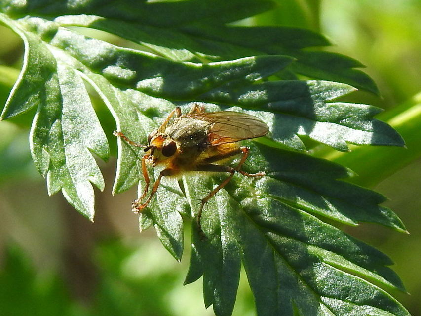 Scathophaga stercoraria - közönséges trágyalégy