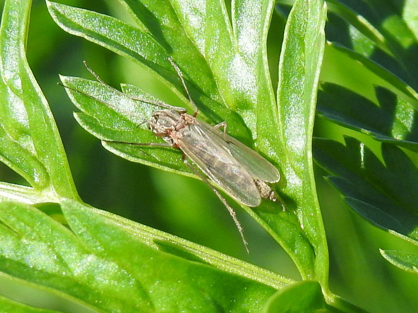 Chironominae
