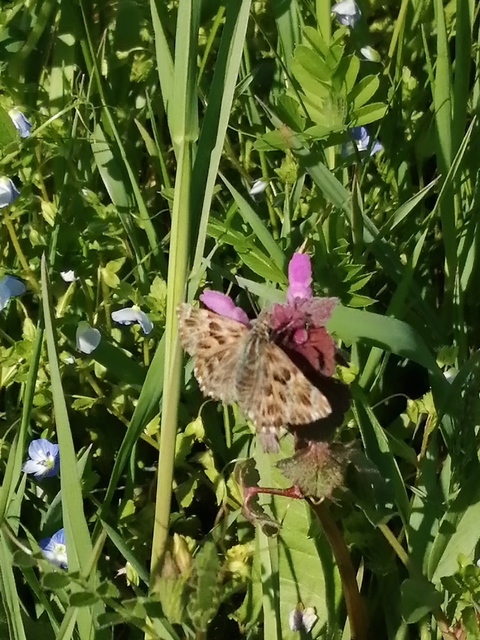 Carcharodus alceae - mályva-busalepke