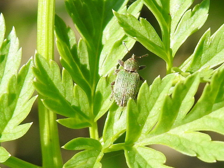 Hypera nigrirostris - pompás pikkelyesormányos