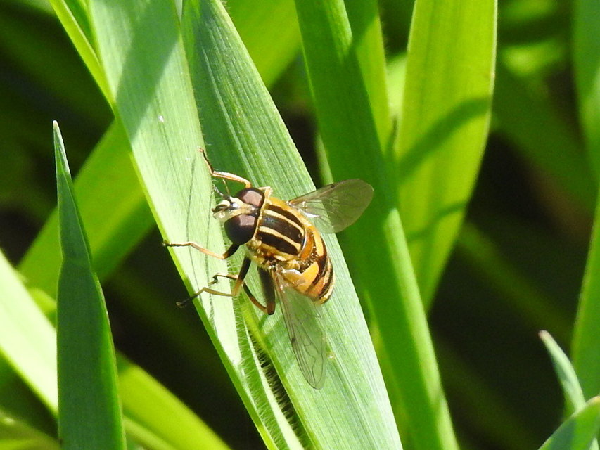 Helophilus pendulus - közönséges mocsárilégy