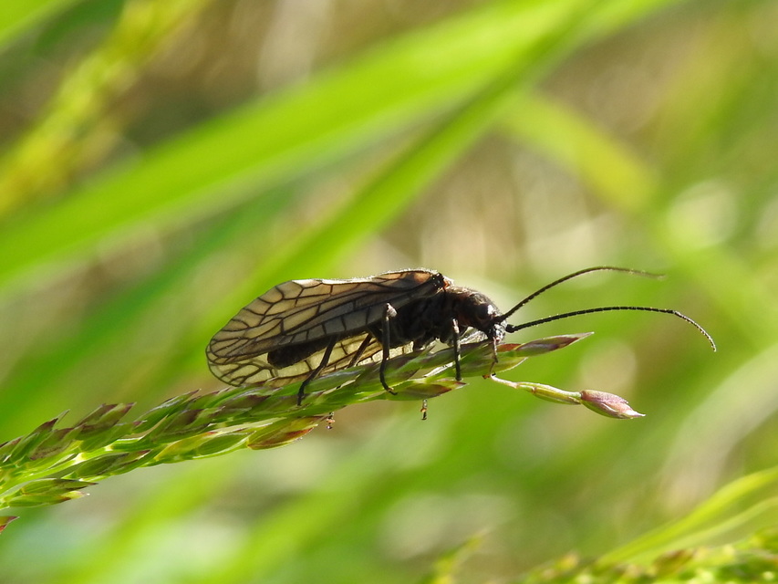 Sialidae