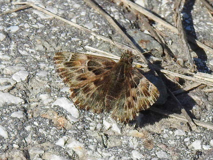 Carcharodus alceae - mályva-busalepke