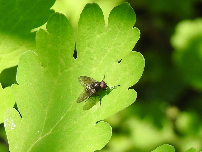 Hydrotaea