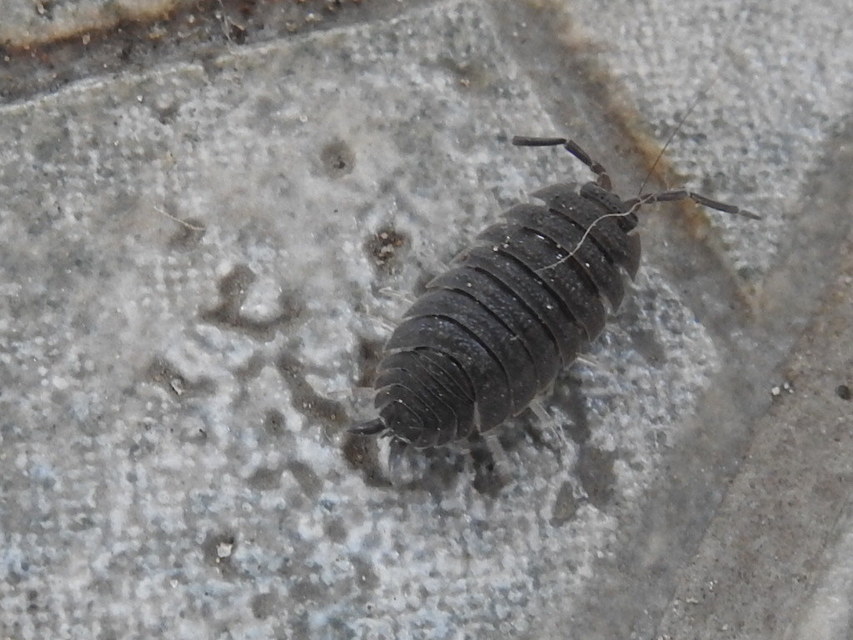 Porcellio scaber - érdes pinceászka Porcellio scaber - érdes pinceászka