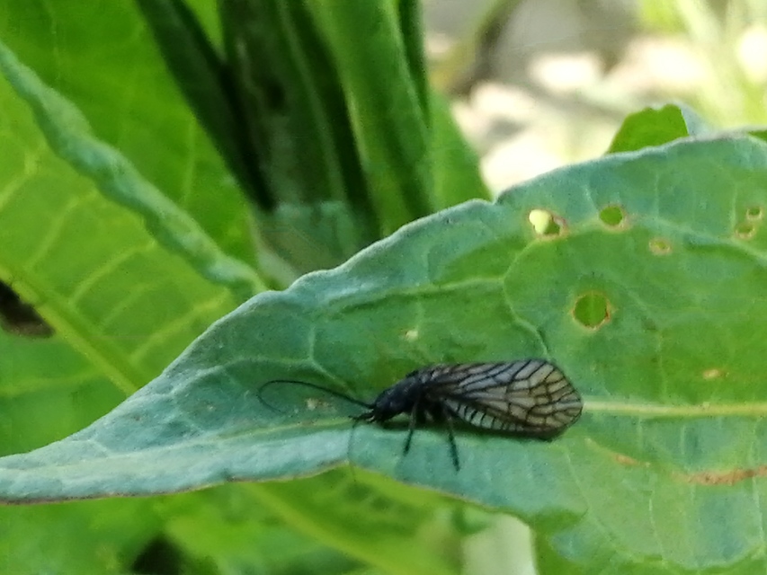 Sialidae