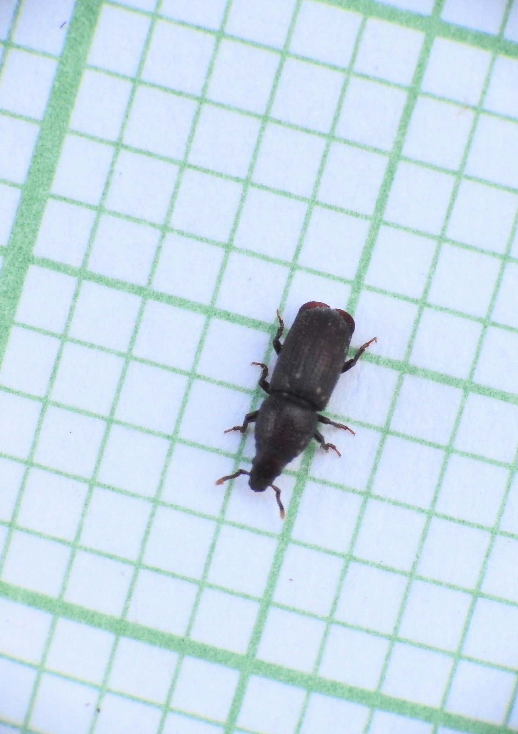 Rhyncolus reflexus - szegélyes szúormányos
