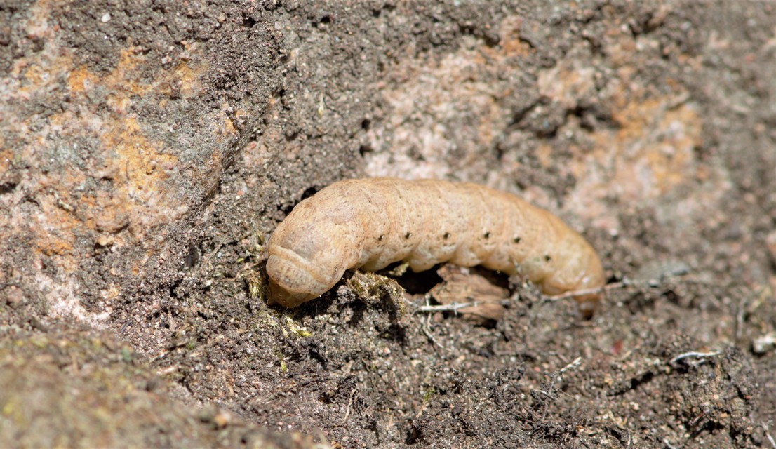 Noctua fimbriata - szélessávú sárgafűbagoly