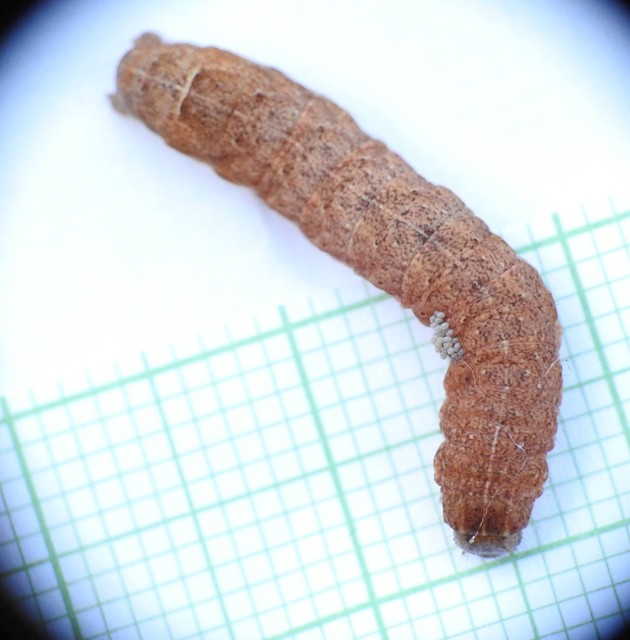 Noctua fimbriata - szélessávú sárgafűbagoly