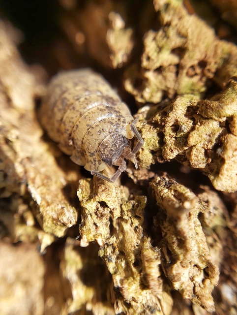 Porcellio scaber - érdes pinceászka Porcellio scaber - érdes pinceászka