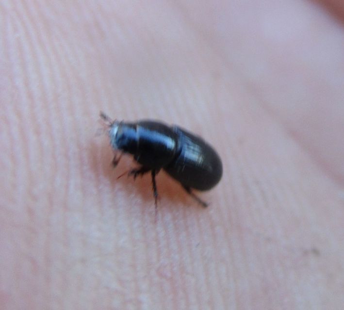 Aphodius varians - változékony trágyabogár