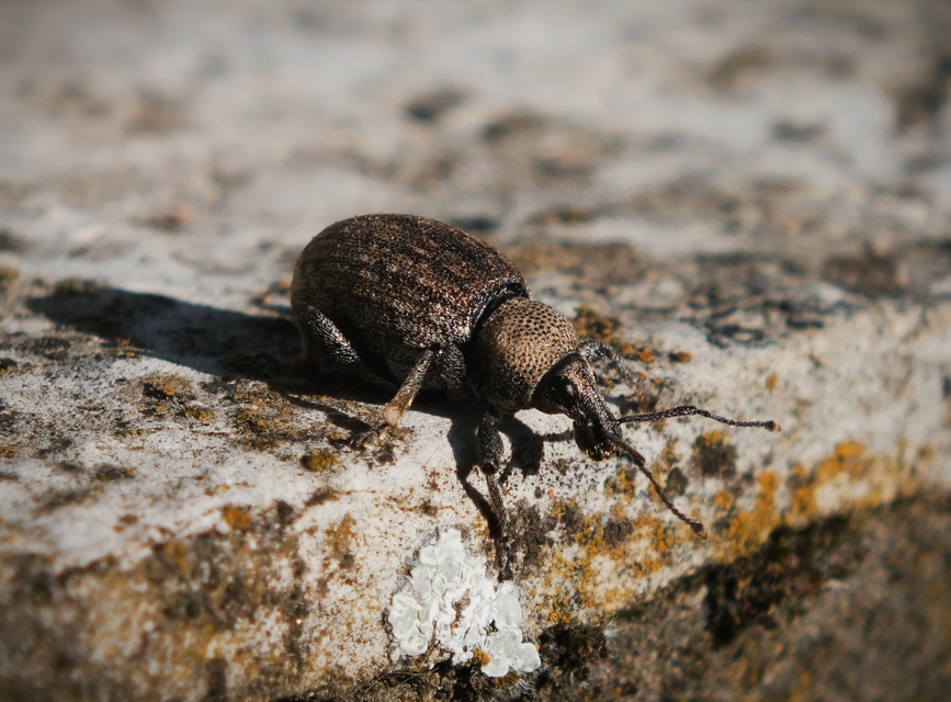 Otiorhynchus ligustici - vincellér-gyalogormányos