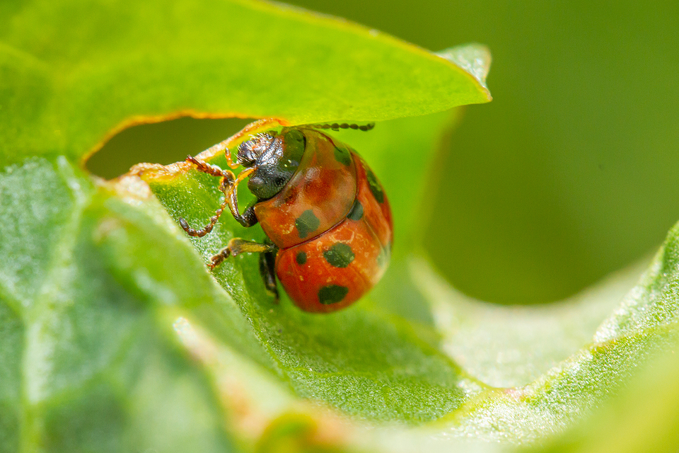 Gonioctena fornicata - közönséges lucernabogár